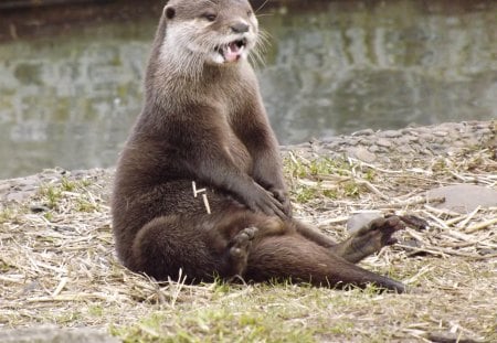 Asian Short-clawed Otter Playing - Otter, Asian short-clawed Otter, Asian Otter, Cheeky Animal