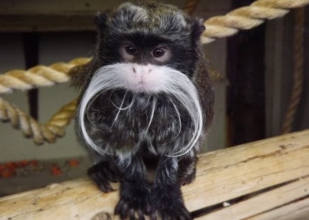 Posing Emperor Tamarin - emperor tamarin, tamarin, moustache animal, small monkey