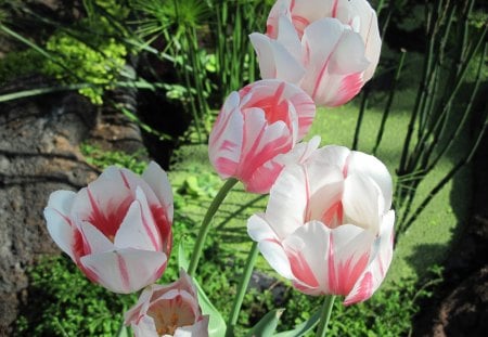 Flowers Blooms at the garden 35 - white, red, garden, photgraphy, tulips, flowers, green