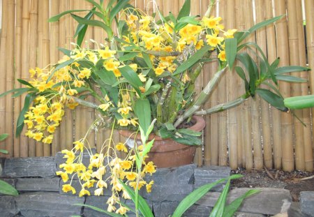 Flowers Blooms at the garden 38 - orchids, yellow, grey, photography, green, flowers, stones, garden