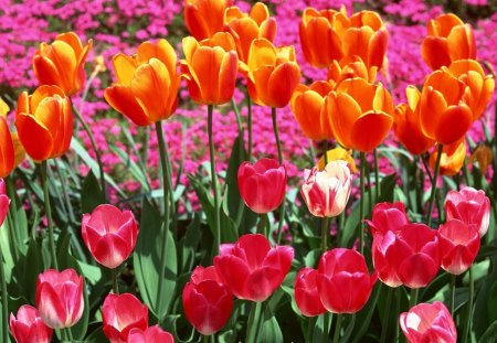 ~Spring Tulips~ - nature, pretty, petals, colorful, tulips, flowers, spring