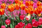 ~Spring Tulips~