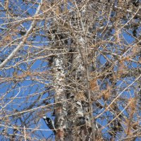 find woodpecker on the tree