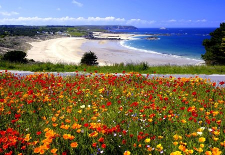 Gorgeous Flowery Beach - ocean, beach, sky, landscape, trees, colorful, water, shore, road, spring, nature, clouds, petals, scenery, flowers, sea