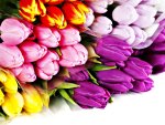 Colorful Tulip Bouquet