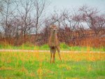 Rain soaked doe near Hobbs