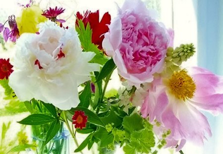 In the light - peonies, sunlight, whie, pink, flowers