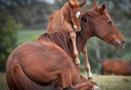 Hi Mom! - nature, horses, animals, mother, foal