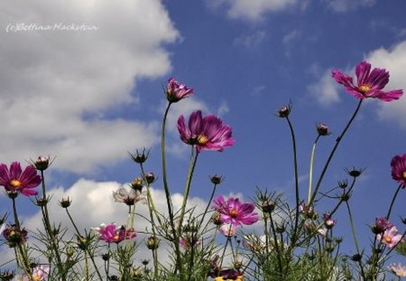 Wildflower Beauty - flowers, nature, purple, wild