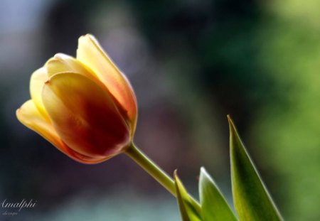 How fragile we are - tulip, flower, yellow, nature