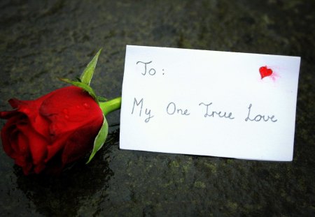 True Love - love, true, message, red, flower