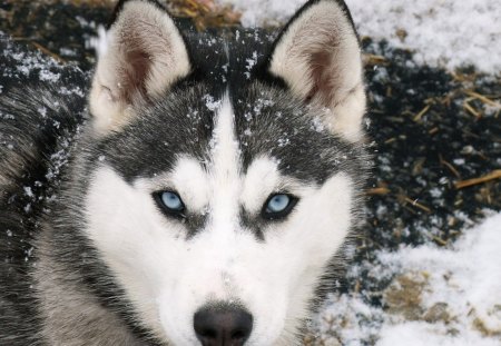 A Wolf In the Snow - wolf, cute, snow, cold