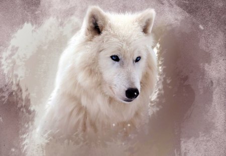 A White Wolve