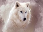 A White Wolve