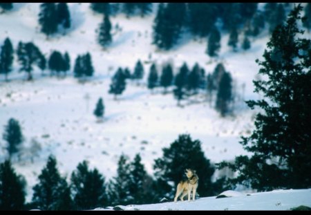 A December Howling Wolf - December, Snow, Howling, Wolf