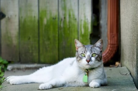 Cat - sleepy, cute, beautiful, cat, sleeping, kitty, cats, hat, cat face, paws, face, animals, pretty, beauty, sweet, kitten, lovely