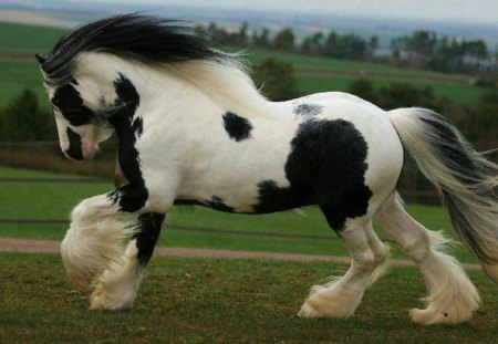 MAGESTIC HORSE - MAGESTIC, WHITE, HORSE, BLACK