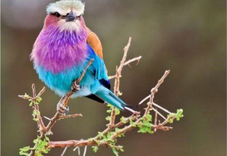 BEAUTIFUL BIRD - nature, pretty, bird, colourful