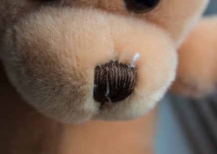 Teddy bear - toy, bear, cool, teddy bear, nice, teddy, photo, photography