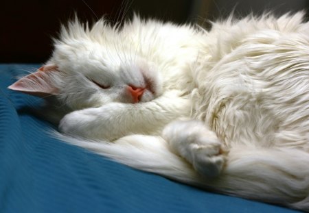 Cat - sleepy, cute, beautiful, cat, sleeping, kitty, cats, hat, cat face, paws, face, animals, pretty, beauty, sweet, kitten, lovely