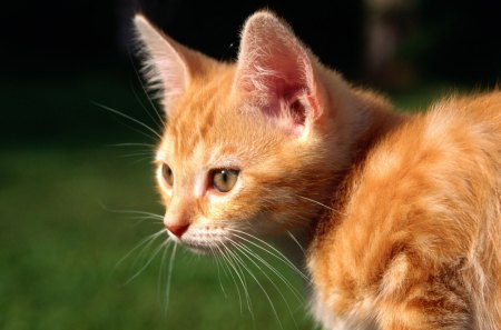 Cat - sleepy, cute, beautiful, cat, sleeping, kitty, cats, hat, cat face, paws, face, animals, pretty, beauty, sweet, kitten, lovely