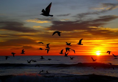 FREEDOM FLIGHTS - silhouettes, landscape, silhouettes of birds, sunset, sea, birds