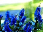 BLUE FLOWERS