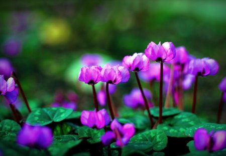 SPRING SYMPHONY - flowers, spring, leaves, macro