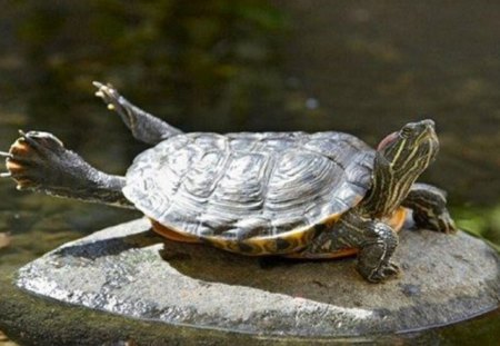 LAID BACK TURTLE - sitting, rock, cute, turtle