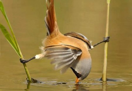 SPLITS FOR A DRINK - drinking, water, splits, bird