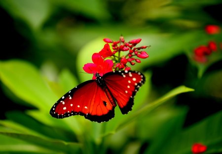 BUTTERFLY - spring, flower, closeup, butterfly