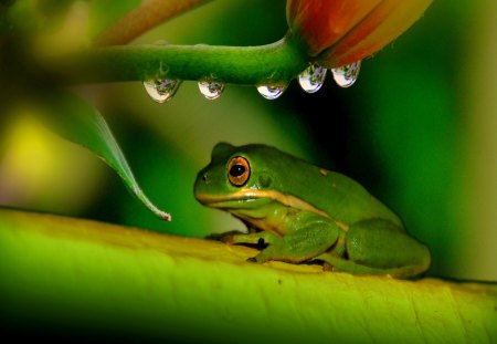 GREEN FROG - water, green, drops, shelter, frog, leaves