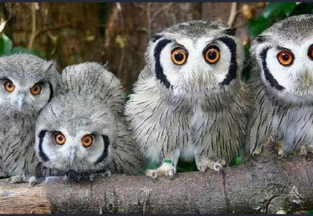 FOUR BEAUTIFUL OWLS - four, pretty, little, owls