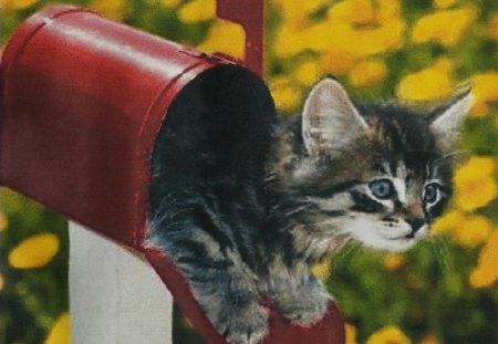 A kitten in a red mailbox - flowers, mailbox, kitten, red