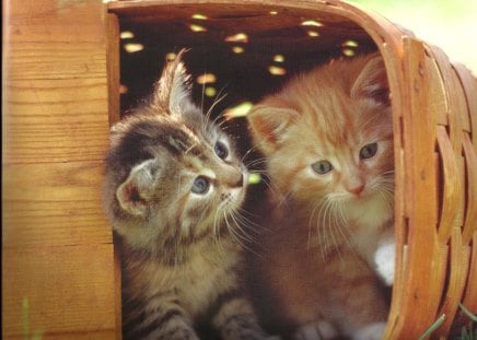 Kittens in a picnic basket - kittens, picnic, wooden, basket, cute