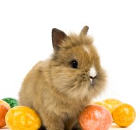 Bunny Easter