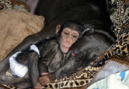 DOG ADOPTS BABY CHIMP #8 - MOTHER, DOG, CHIMP, BABY