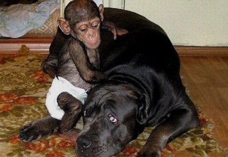 DOG ADOPTS BABY CHIMP #6 - mother, chimp, baby, dog