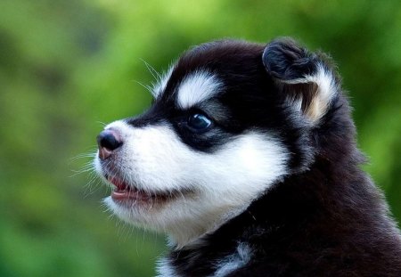 Husky - puppy, animals, lovely, bubbles, dog face, face, playful, pretty, beautiful, dogs, playful dog, sweet, cute, puppies