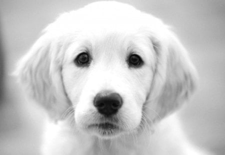 Dog - puppy, animals, lovely, bubbles, dog face, face, playful, pretty, beautiful, dogs, playful dog, sweet, cute, puppies