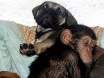 DOG ADOPTS BABY CHIMP #5