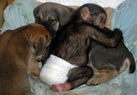 DOG ADOPTS BABY CHIMP #3 - mother, chimp, baby, dog