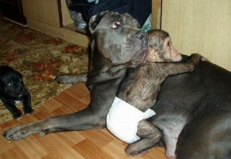 DOG ADOPTS BABY CHIMP #2 - MOTHER, DOG, CHIMP, BABY