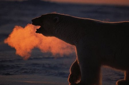 Polar Bear - ice, sunset, predator, arctic, wildlife