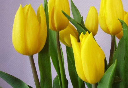 Tulips - nature, yellow, photography, tulip, flowers, flower