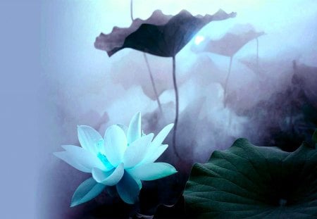 LOTUS in MIST - nature, lotus, mist, flower