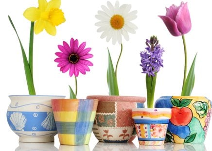 flowers - nature, pots, flowers, spring, other