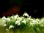 SNOWDROPS