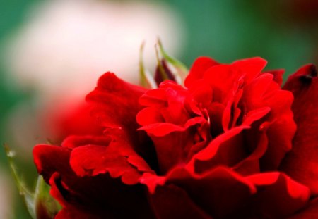 ROSE PETALS - red, flower, plants, rose, nature