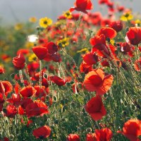 Poppy Field